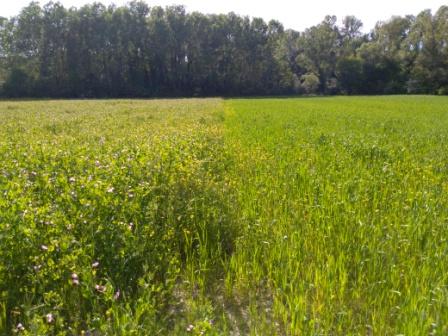 S.C. IRIARTE EQUISOAIN HNOS. (Rípodas)