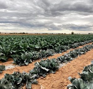 DAVID LAVILLA BOZAL (Buñuel)