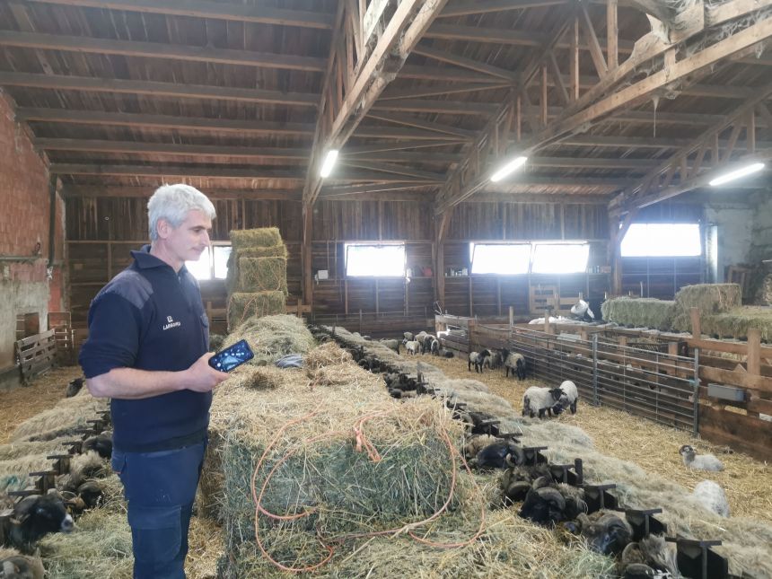 LEZAUN GAZTA (Lezaun)