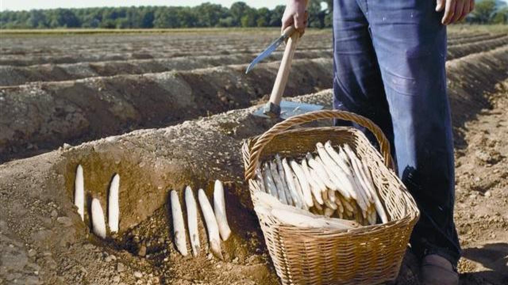 DAVID AZCONA ZABALZA (Ancín / Antzin)