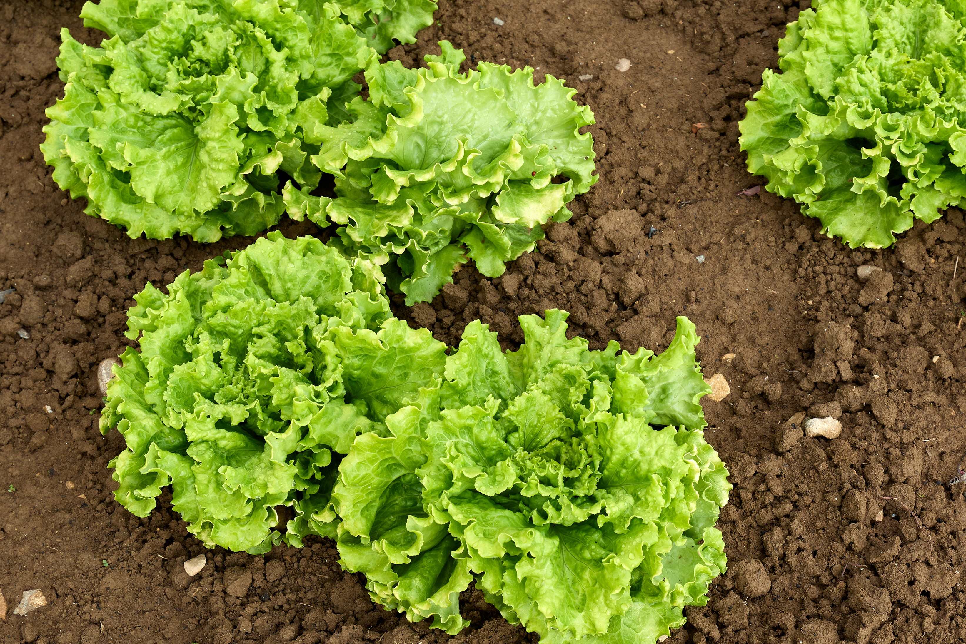 FRANCISCO JUAMPEREZ HUARTE (Garralda)